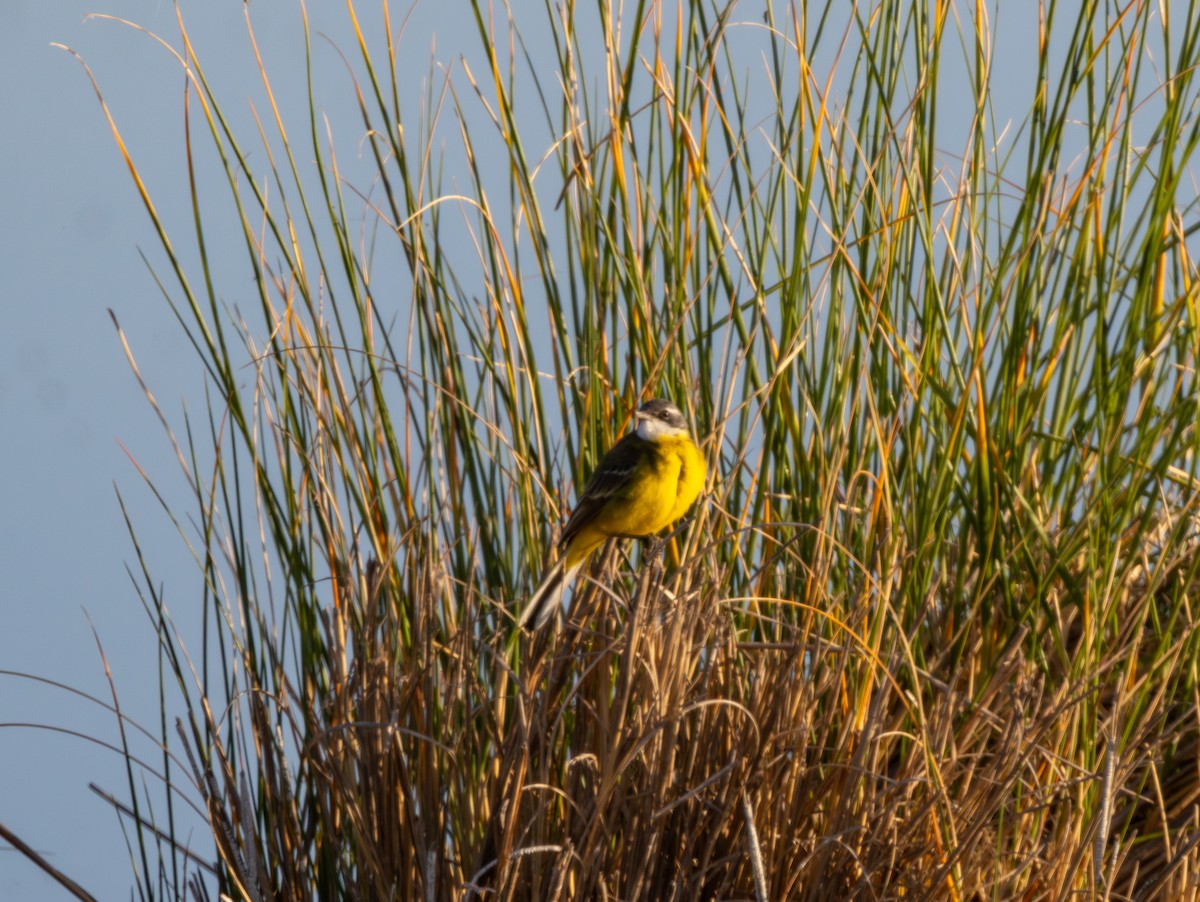 Western Yellow Wagtail - Kevin  Brix