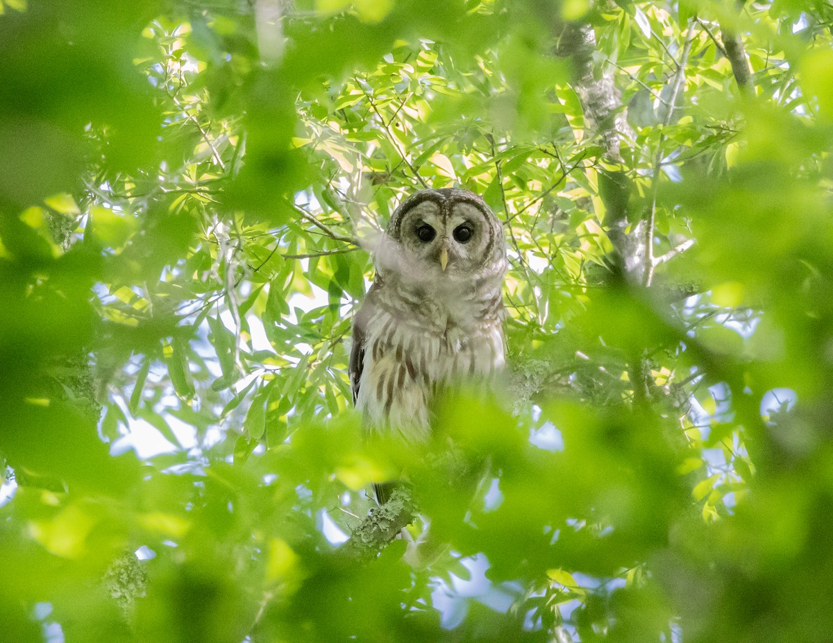 Barred Owl - Jeff Lewis