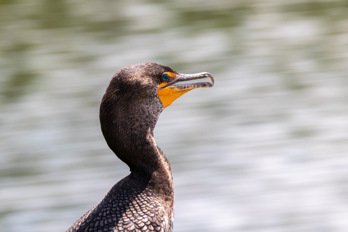 Double-crested Cormorant - Mark Wilson