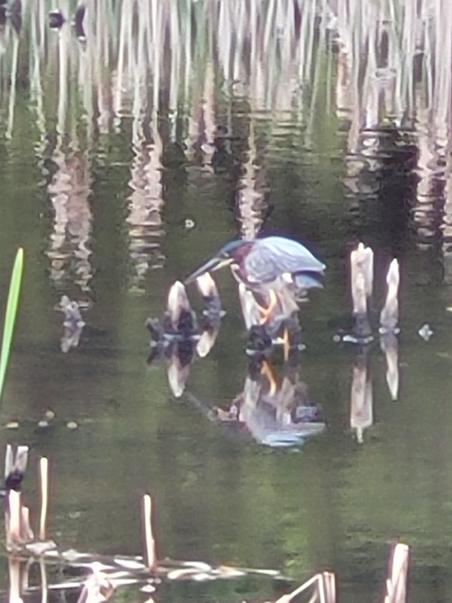 Green Heron - Darren Rayner