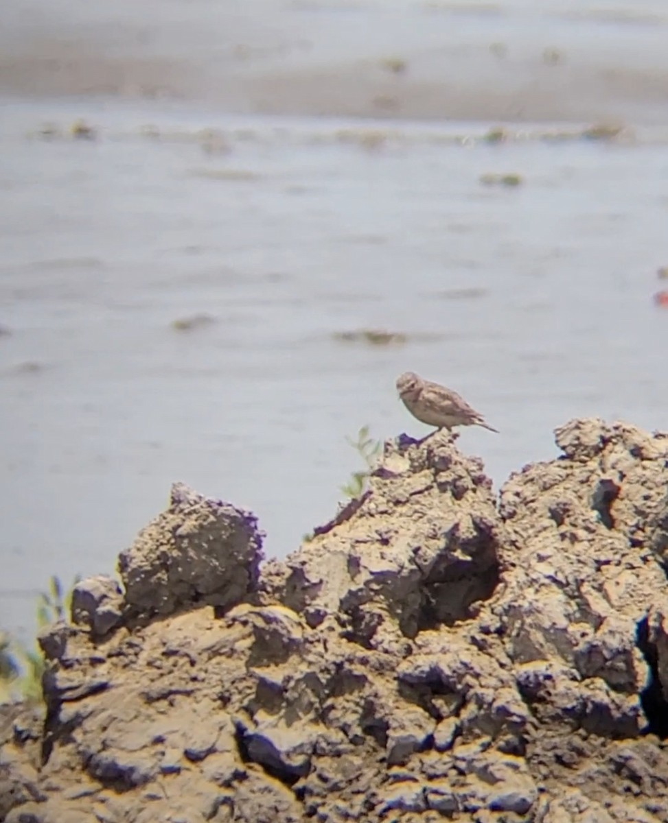 Sand Lark - ML618810443