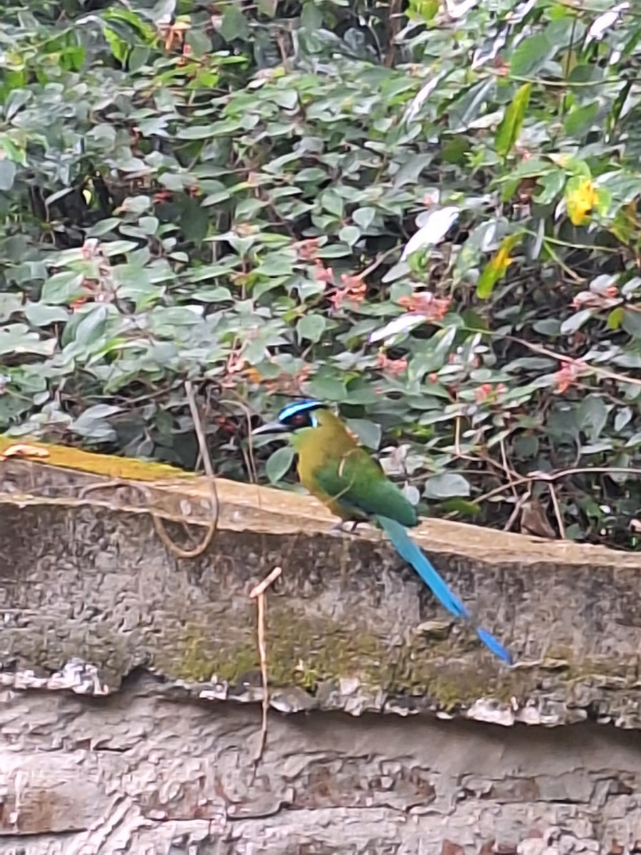 motmot sp. - ML618810451