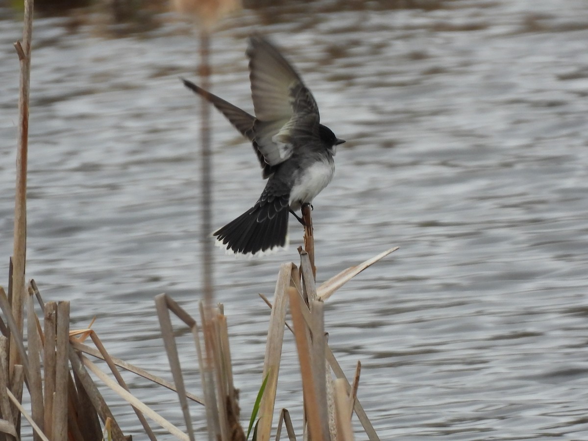 Eastern Kingbird - Rhonda Langelaan