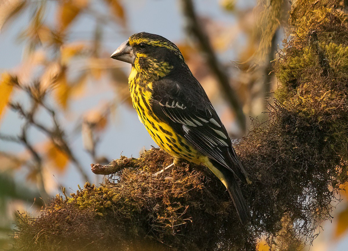 Spot-winged Grosbeak - James Moore (Maryland)