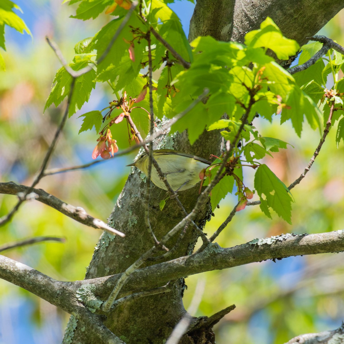 Tennessee Warbler - Scott Beattie