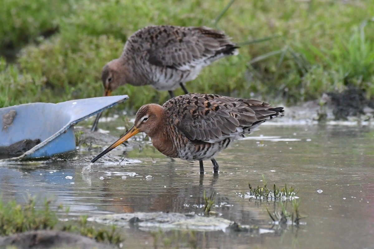 Black-tailed Godwit - Jinseong Lee