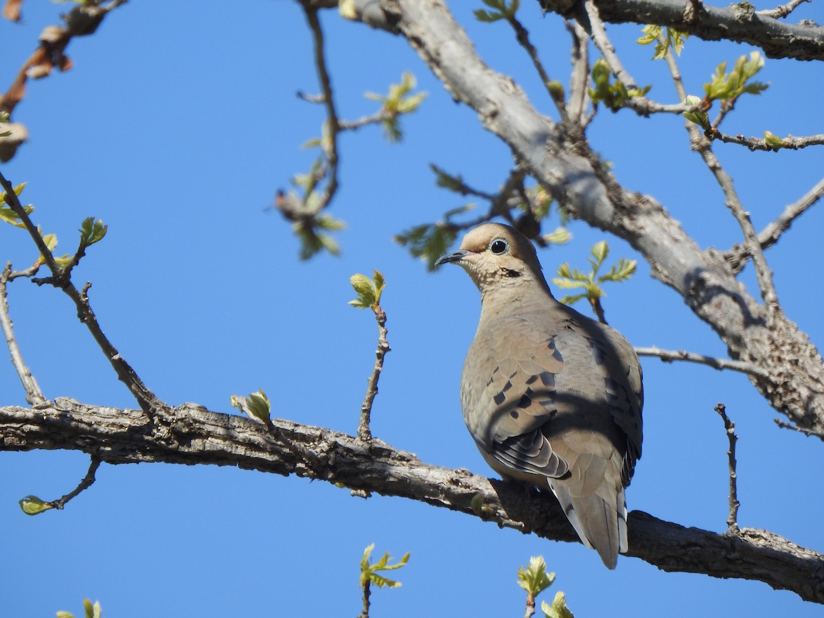 Mourning Dove - Rejean Brouillard