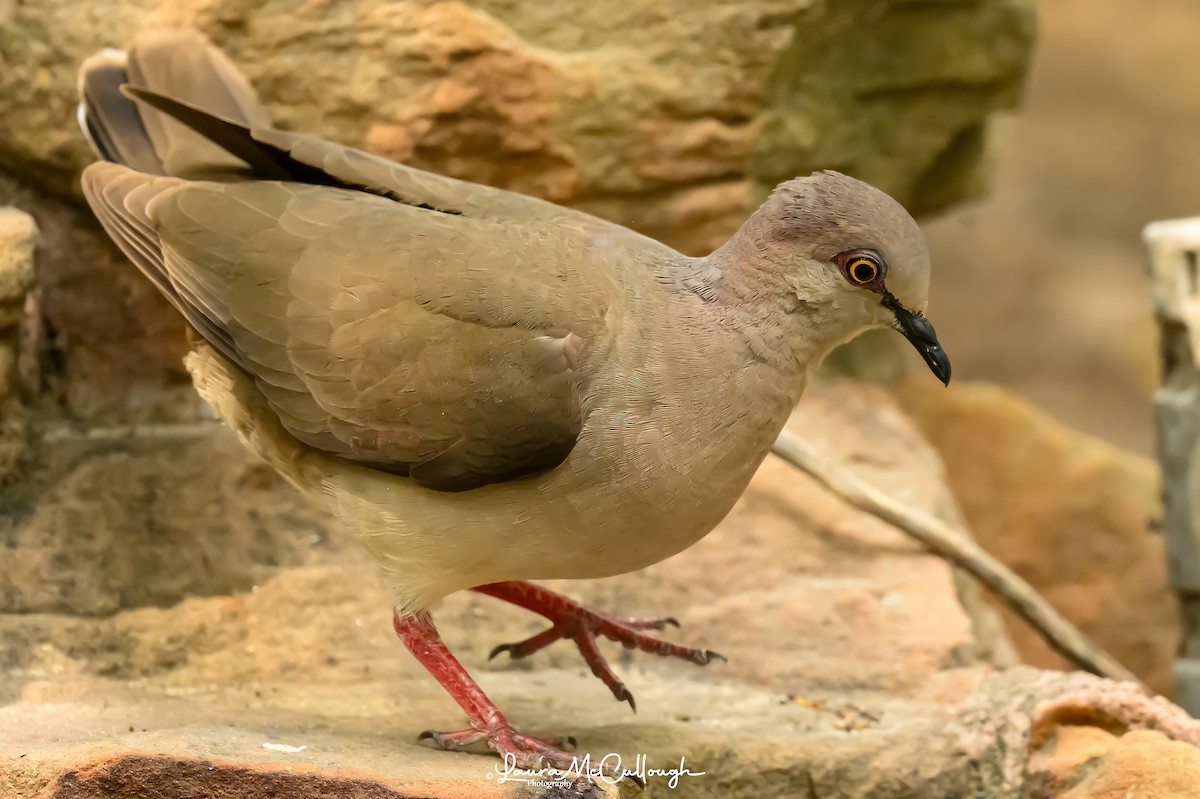 White-tipped Dove - Laura McCullough