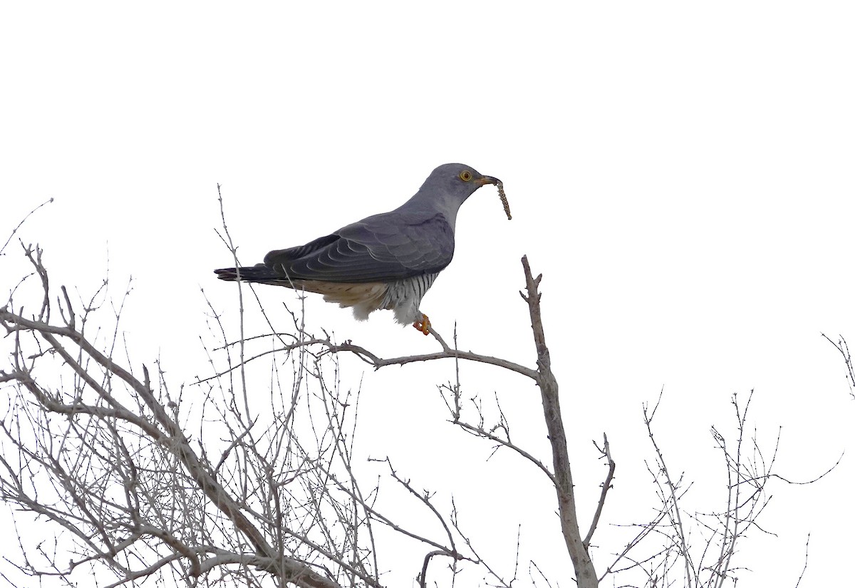 Common Cuckoo - Edurne Ugarte