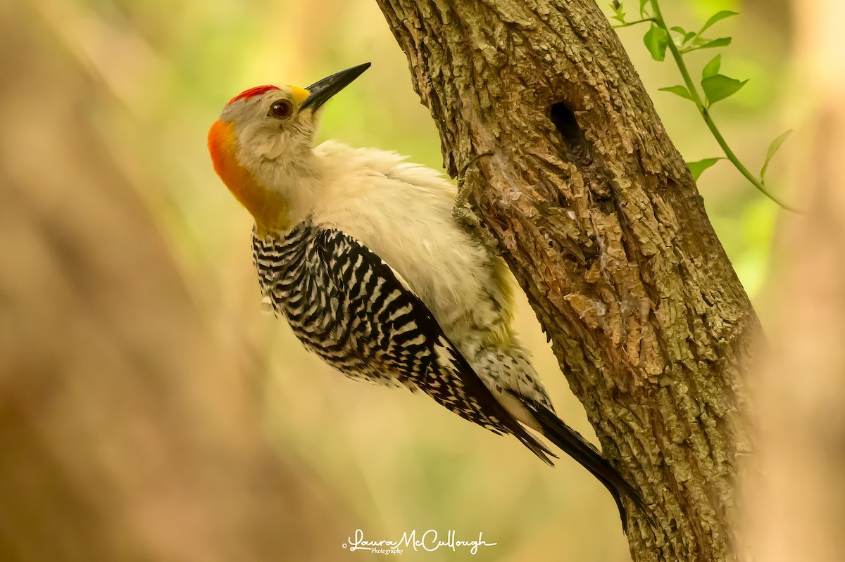 Golden-fronted Woodpecker - Laura McCullough