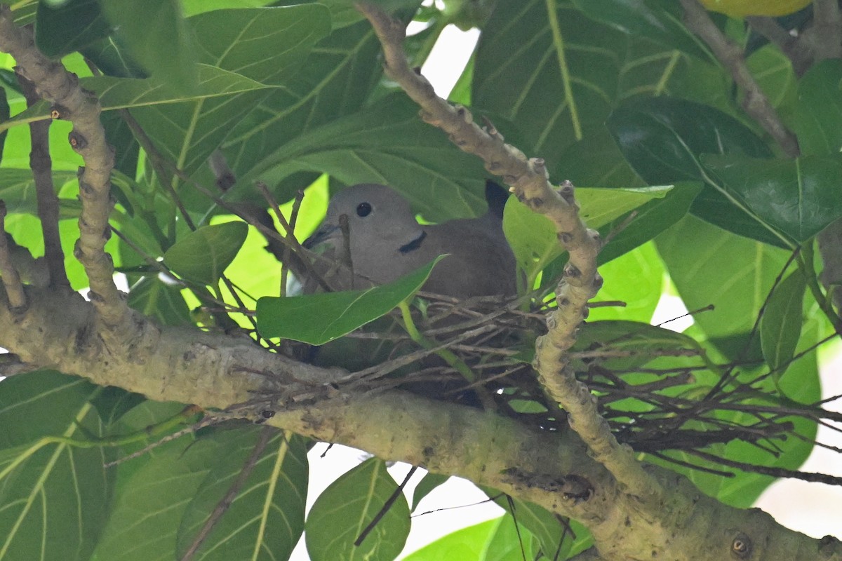 Red Collared-Dove - Ting-Wei (廷維) HUNG (洪)