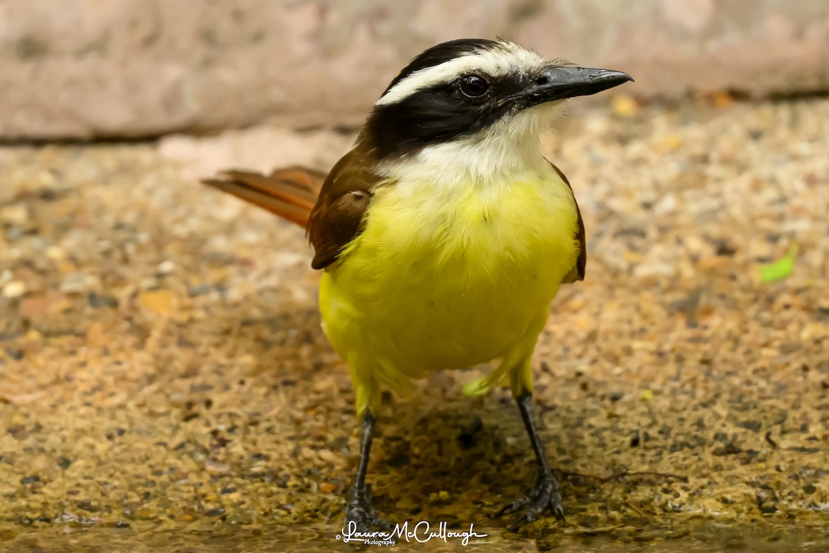 Great Kiskadee - Laura McCullough