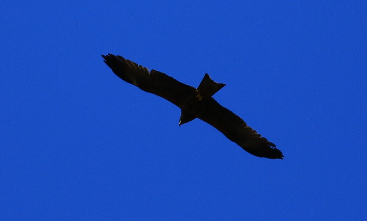 Black Kite - ML618810529
