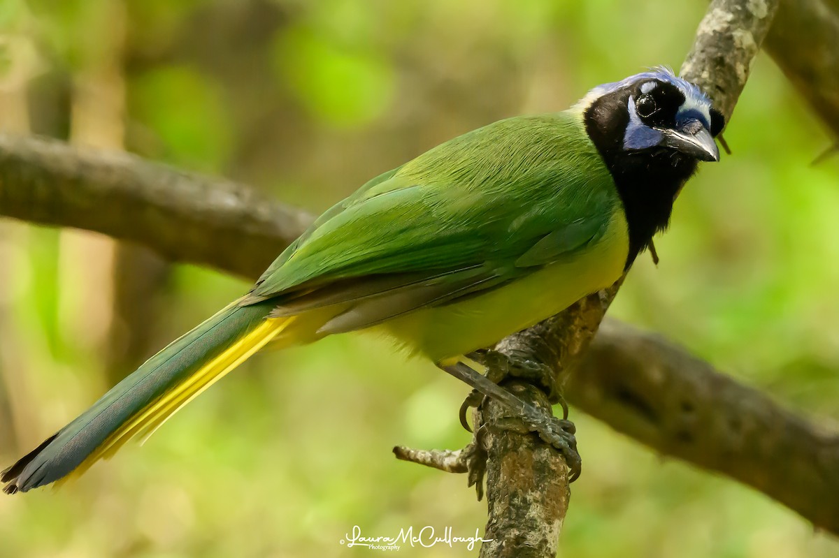 Green Jay - Laura McCullough