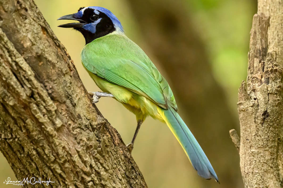 Green Jay - Laura McCullough