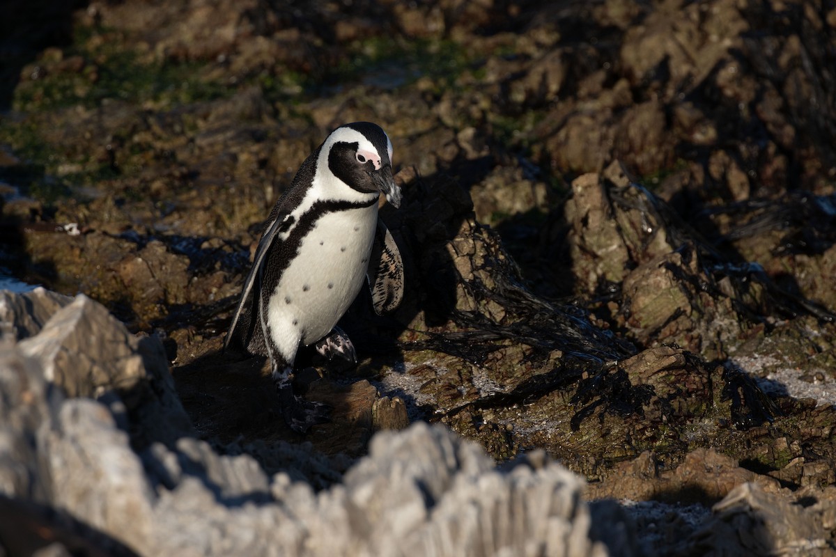 African Penguin - ML618810534