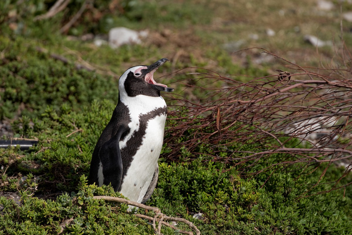 African Penguin - Jonah Gula