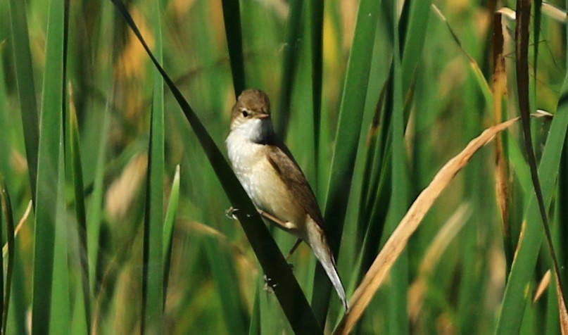 Common Reed Warbler - ML618810538
