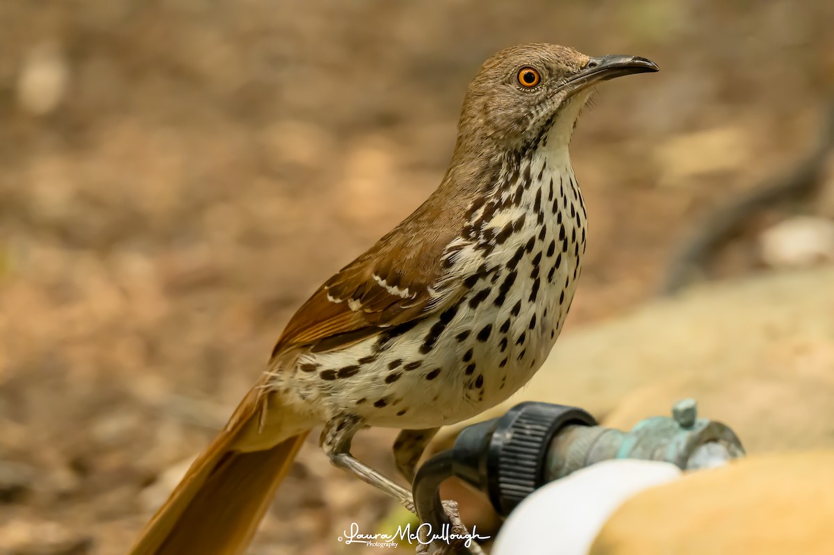 Long-billed Thrasher - Laura McCullough