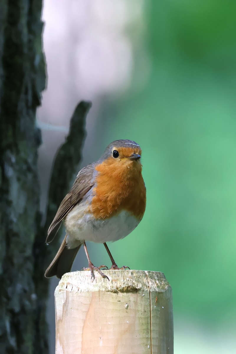 European Robin - ML618810549