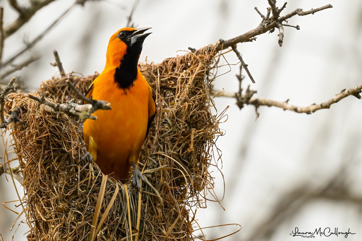 Altamira Oriole - Laura McCullough