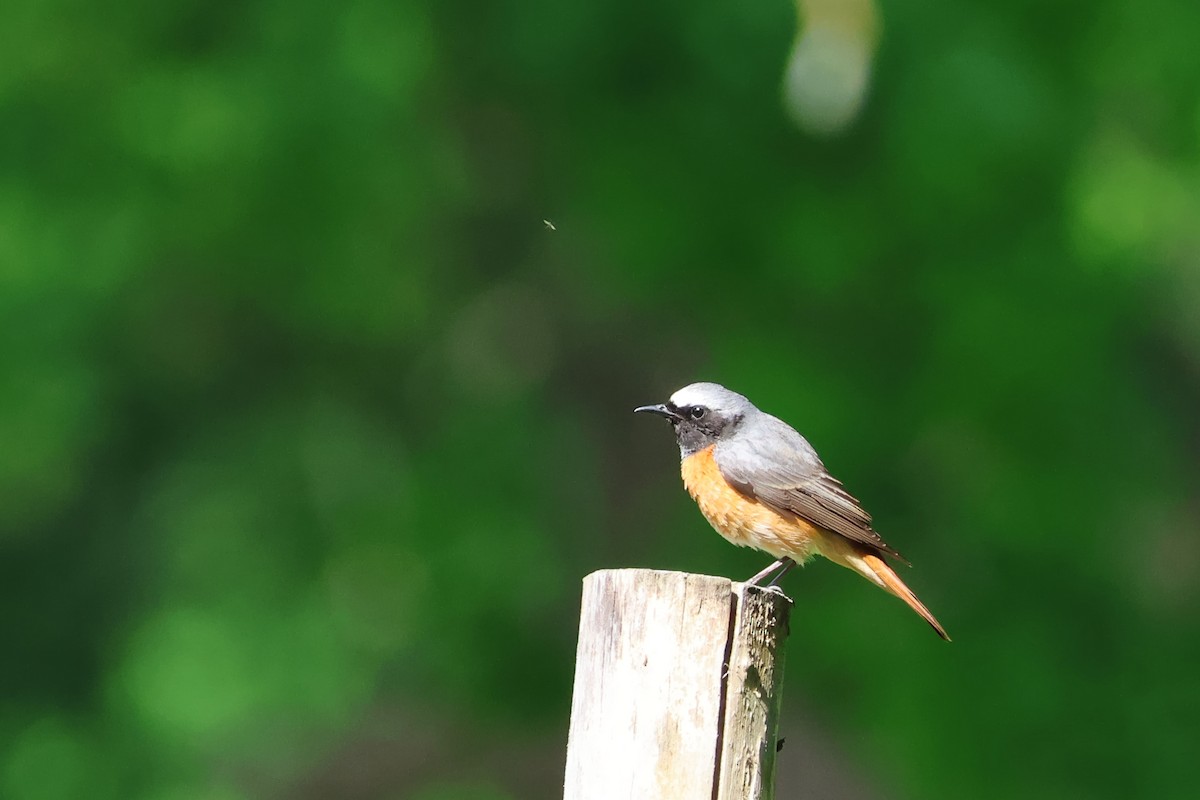 Common Redstart - ML618810553