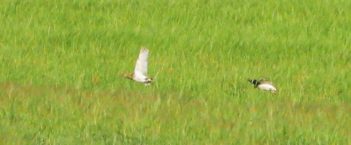 Little Bustard - Víctor Coello Cámara