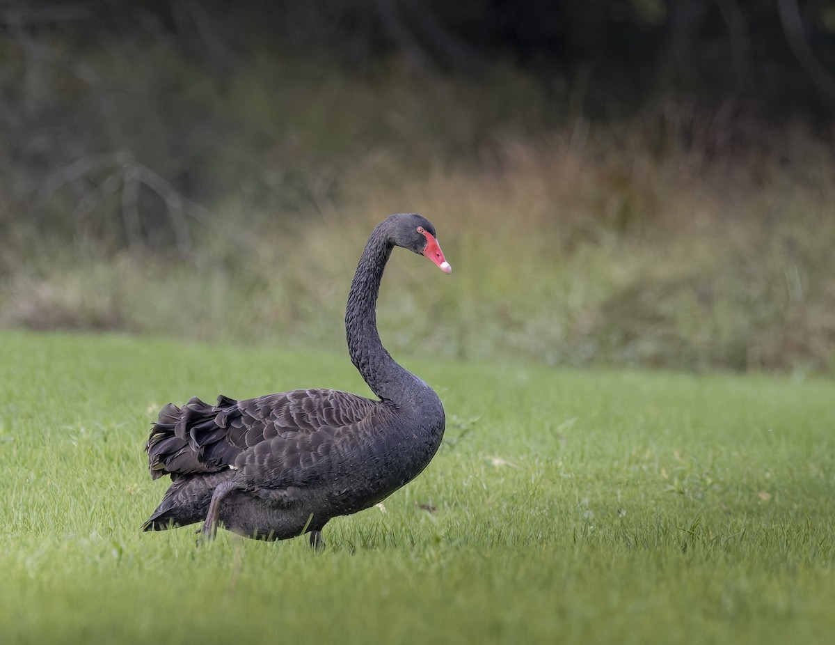 Black Swan - Bruce Ward-Smith