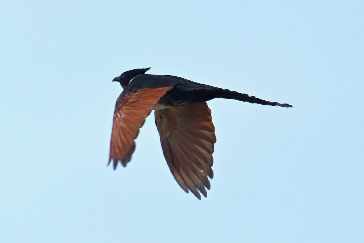 Chestnut-winged Cuckoo - Ting-Wei (廷維) HUNG (洪)