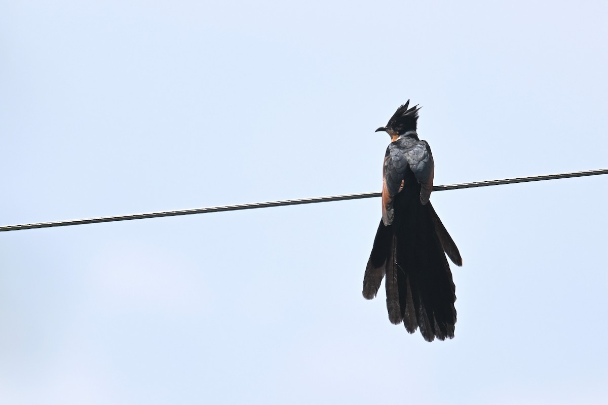 Chestnut-winged Cuckoo - ML618810580