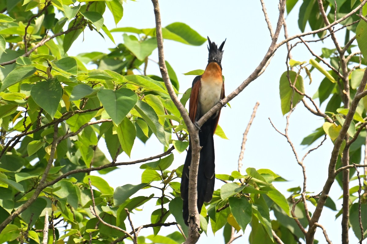 Chestnut-winged Cuckoo - ML618810581