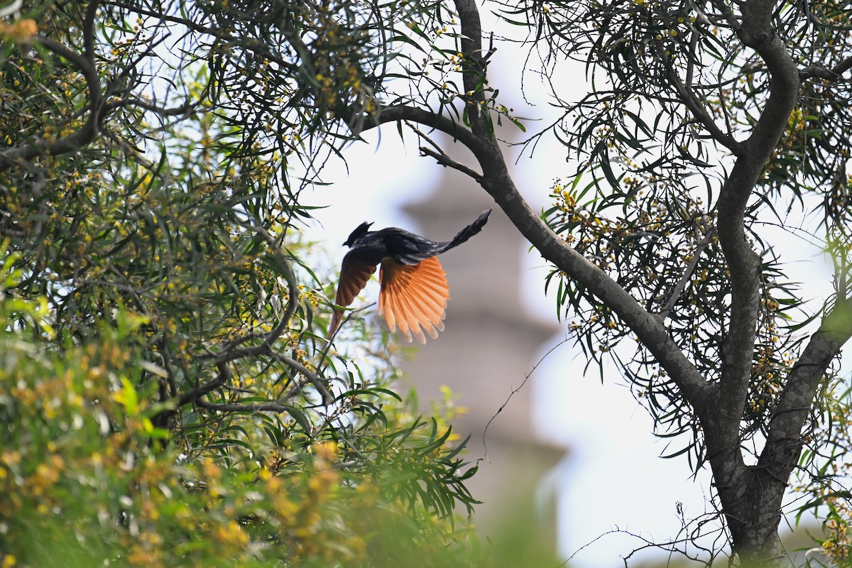 Chestnut-winged Cuckoo - ML618810583