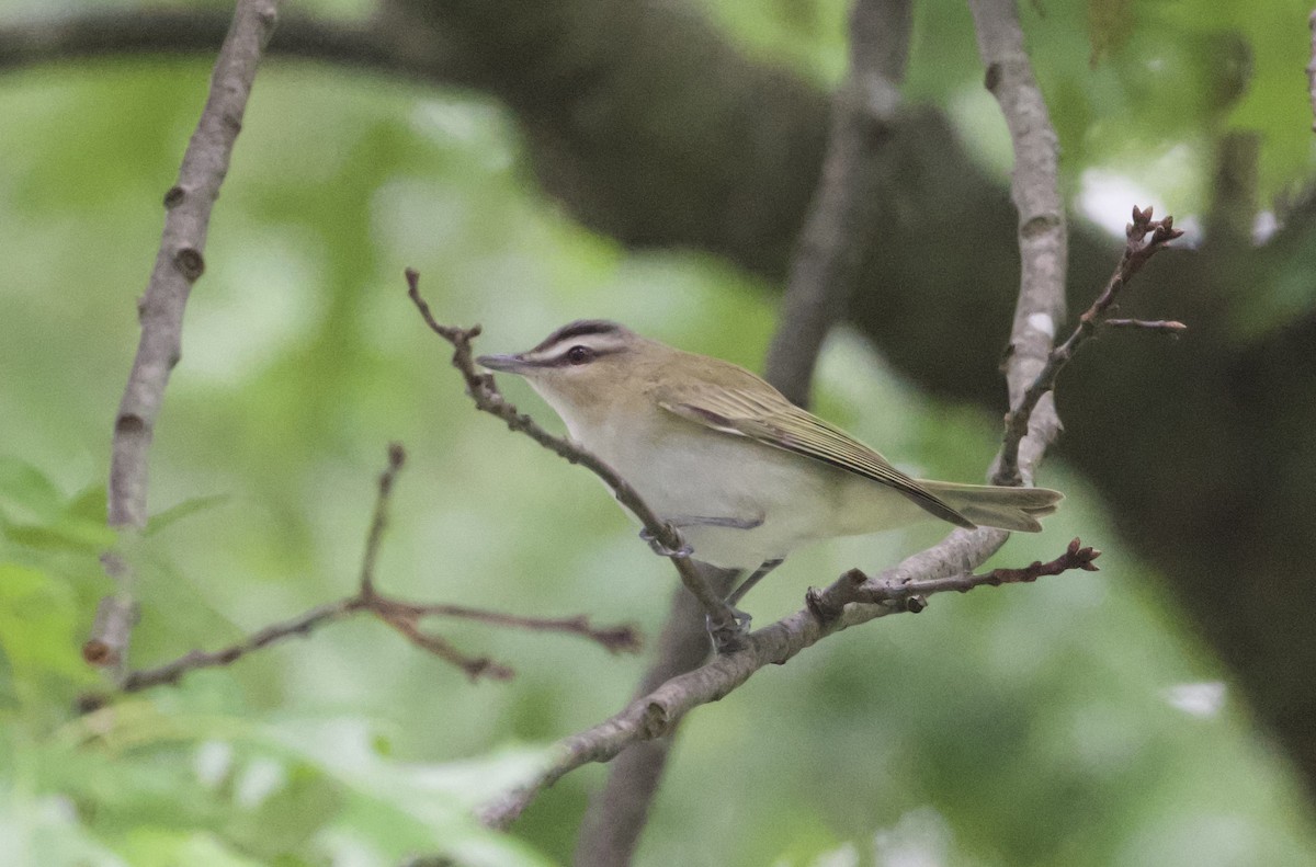 Red-eyed Vireo - Matt Mason