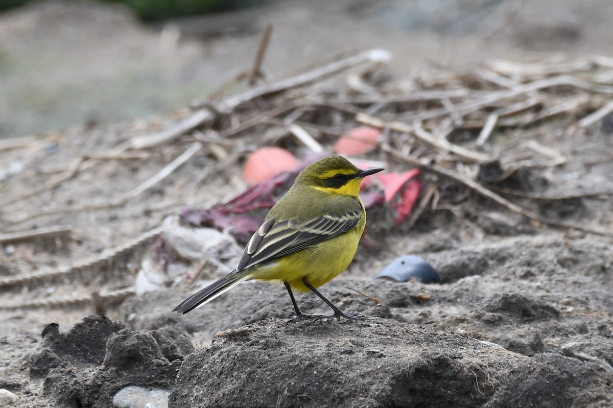 Eastern Yellow Wagtail - Jinseong Lee