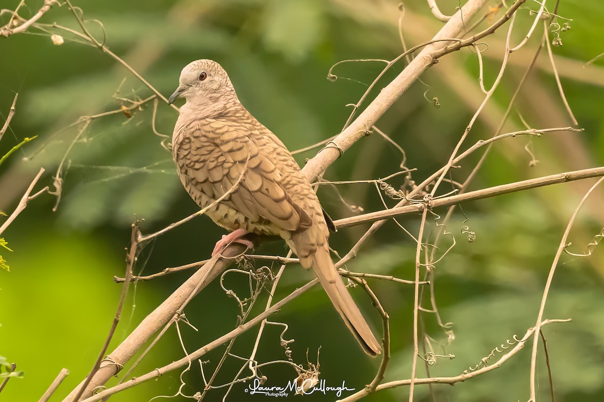 Inca Dove - Laura McCullough