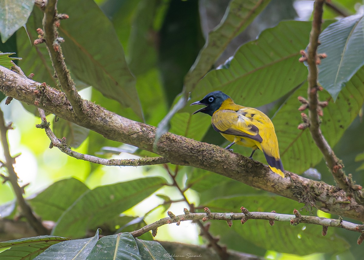 Bulbul cap-nègre - ML618810601