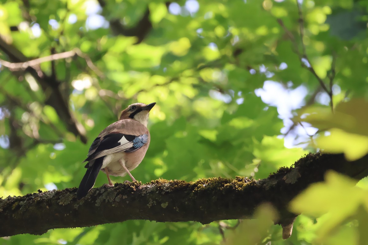 Eurasian Jay - Anonymous