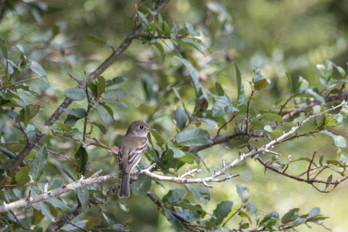 Least Flycatcher - Daniel Berra