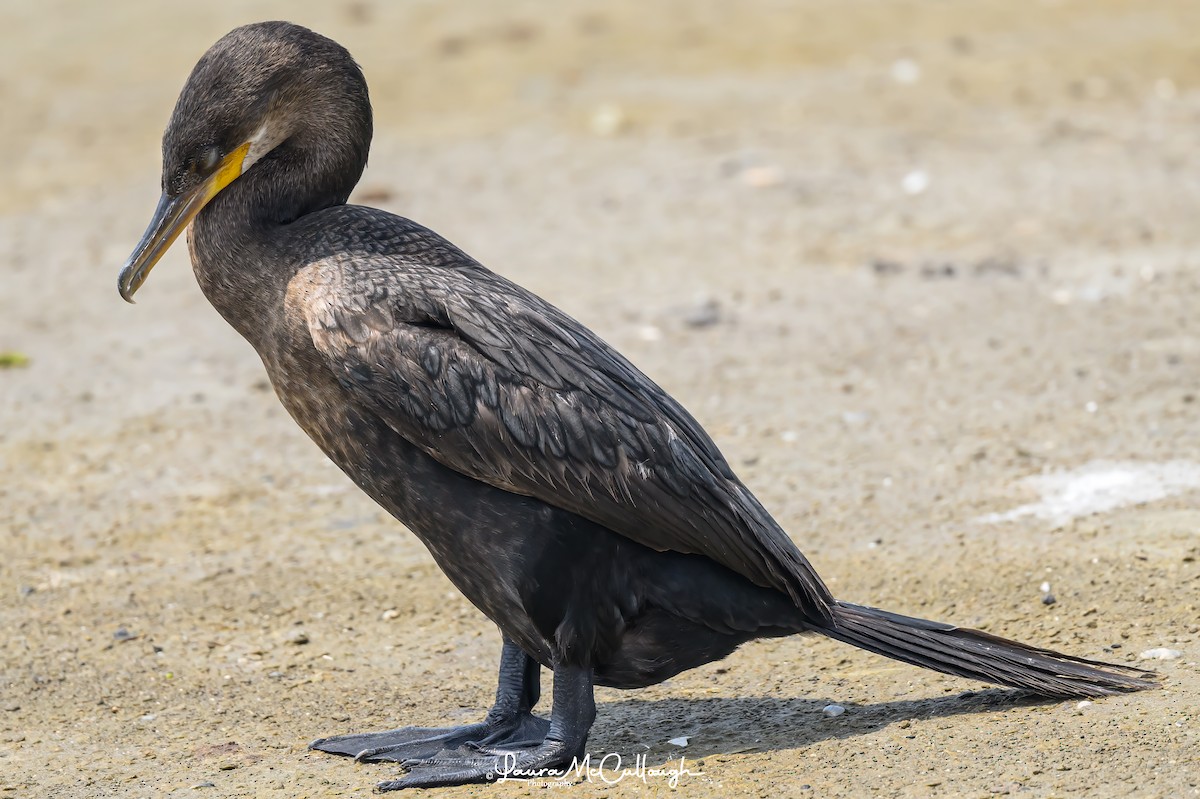 Neotropic Cormorant - ML618810631