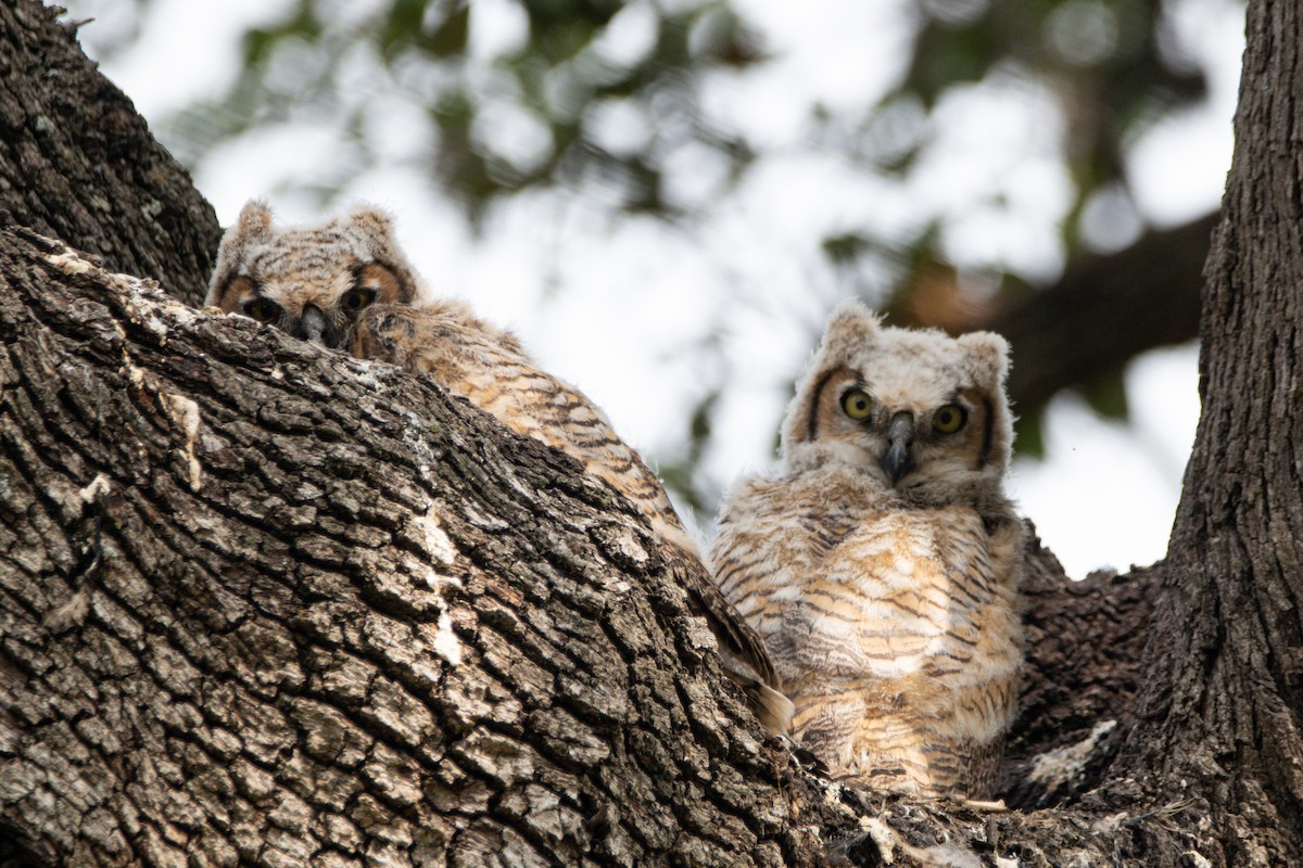 Great Horned Owl - Daniel Berra