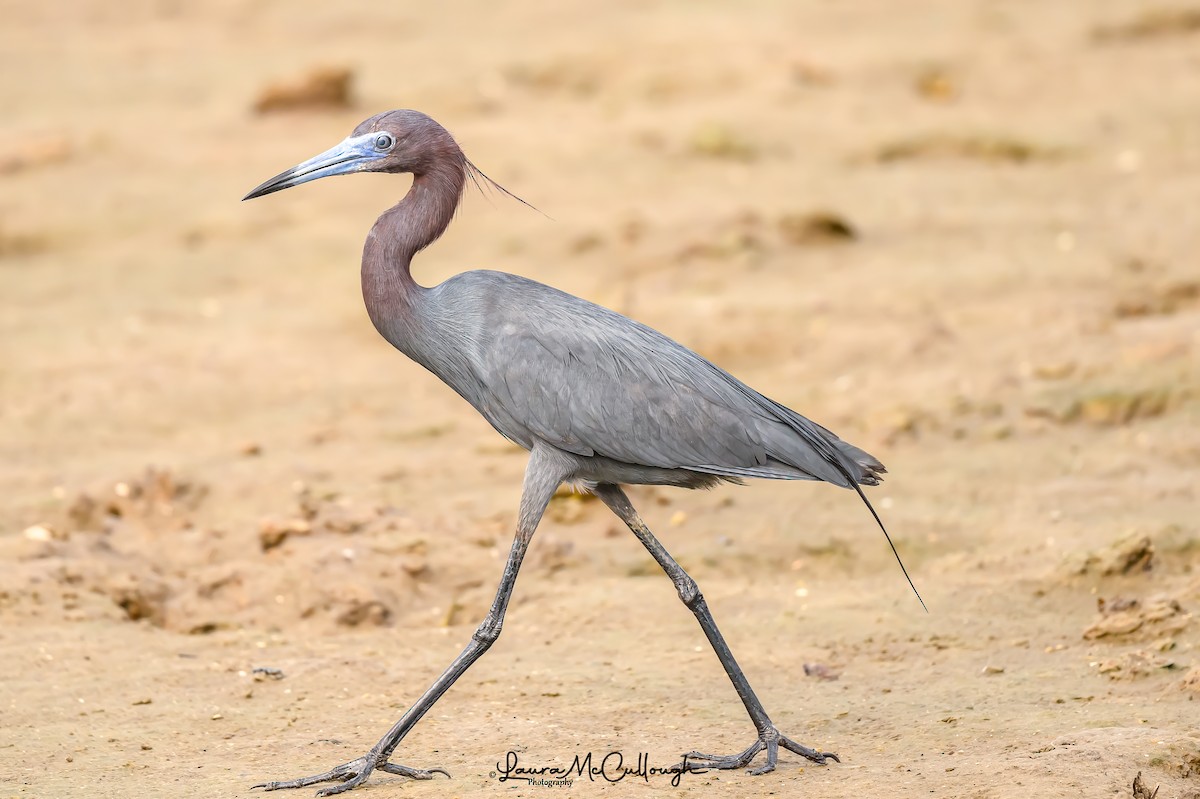 Little Blue Heron - Laura McCullough