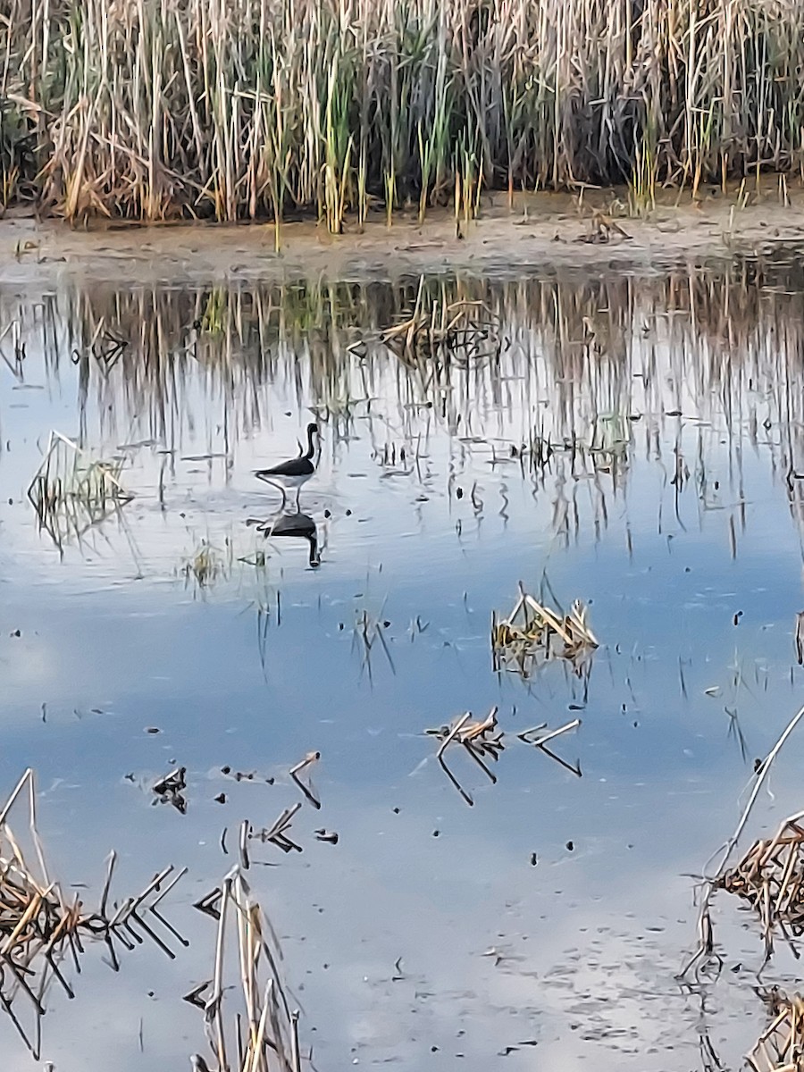 Black-necked Stilt - Leslie Andrich