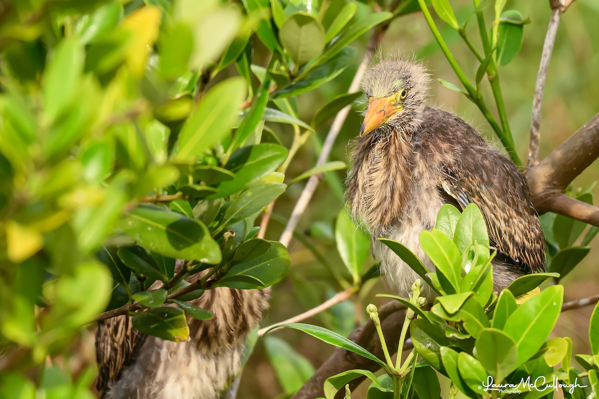 Green Heron - Laura McCullough