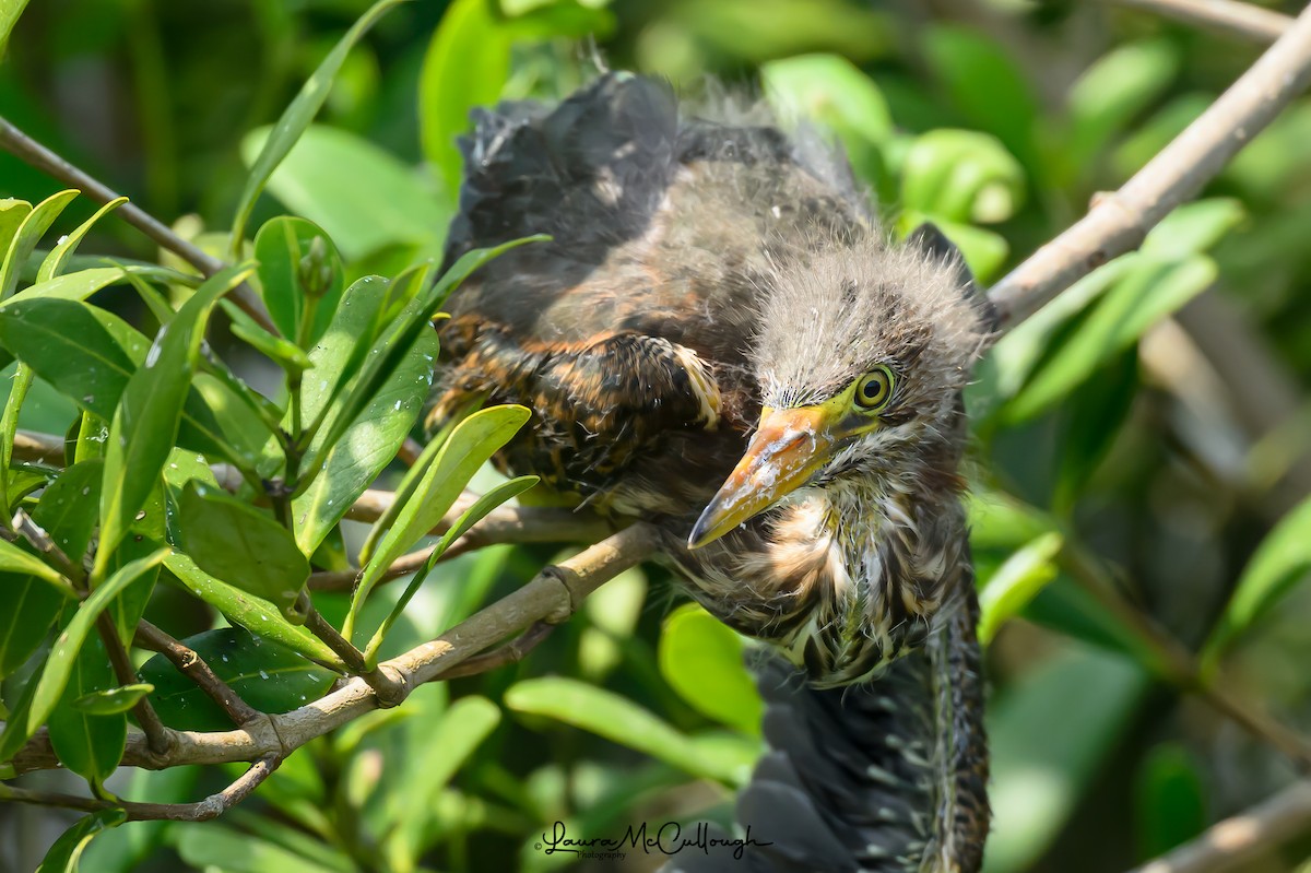 Green Heron - Laura McCullough