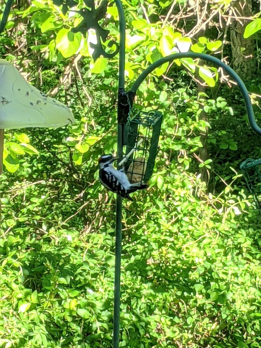 Downy Woodpecker - Julio Araque