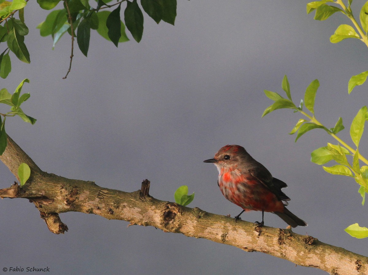 Vermilion Flycatcher - Fabio Schunck