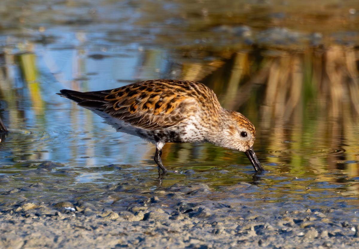 Dunlin - Kevin  Brix