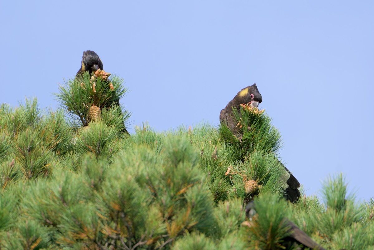 Yellow-tailed Black-Cockatoo - Nicholas Ball