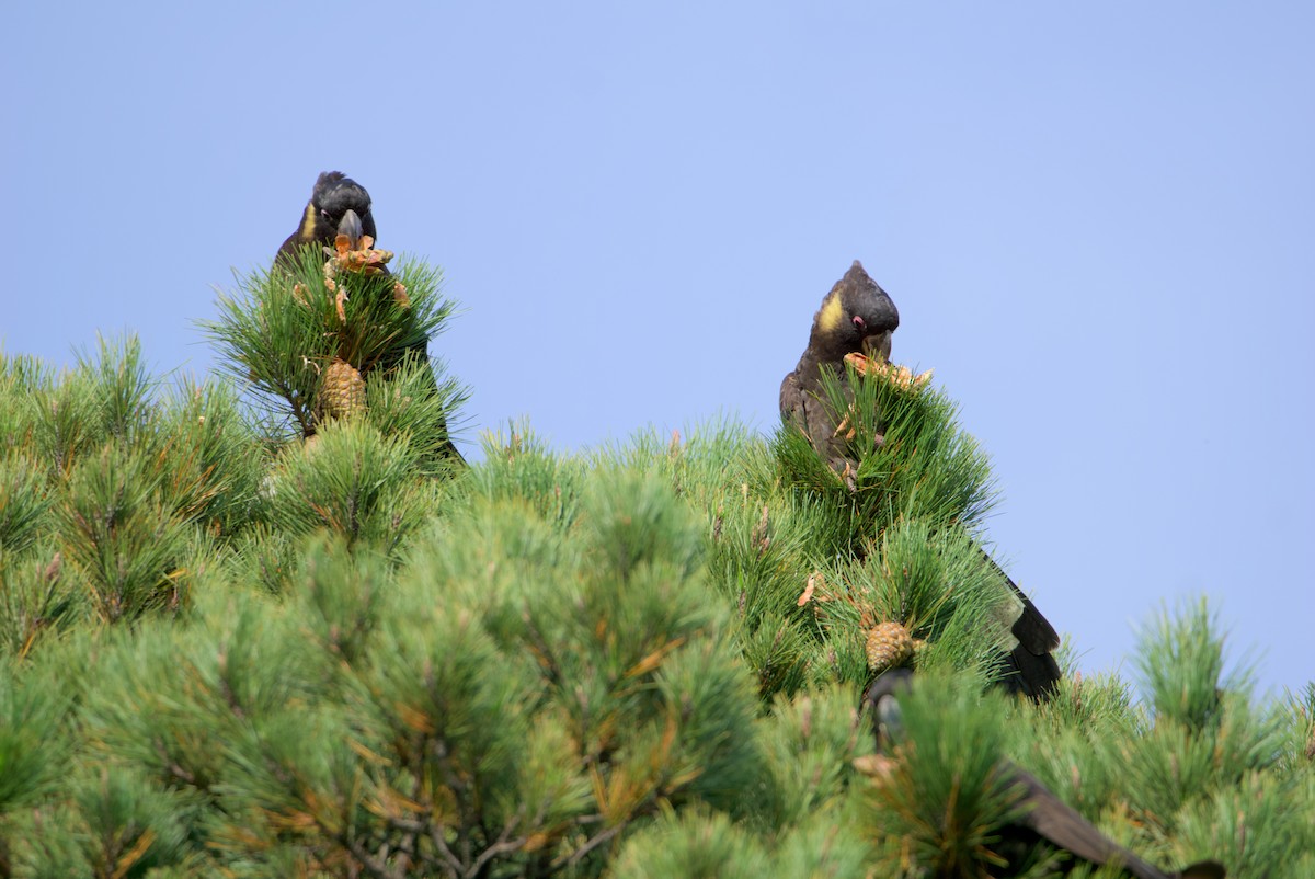 Yellow-tailed Black-Cockatoo - Nicholas Ball