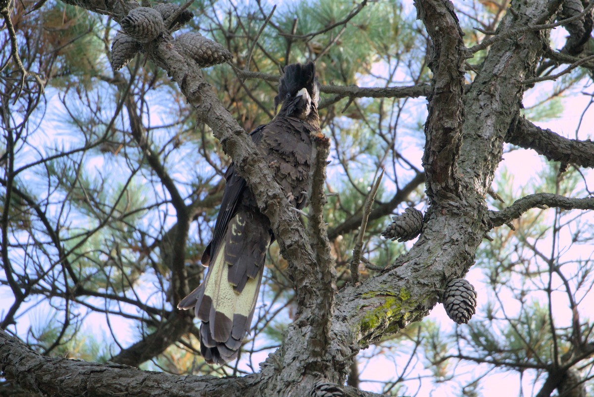 Yellow-tailed Black-Cockatoo - Nicholas Ball